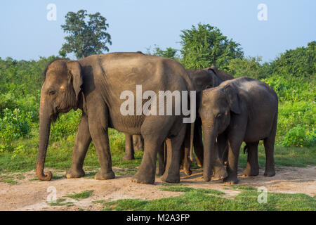 Gruppe von Asiatischen Elefanten in Udawalawe National Park, Sri Lanka Stockfoto