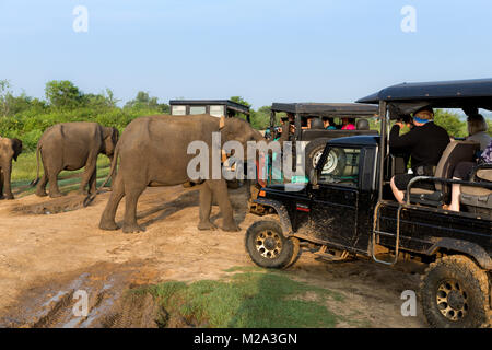 Touristen in einem 4x4 gerade eine Gruppe von Asiatischen Elefanten in Udawalawe National Park, Sri Lanka Stockfoto