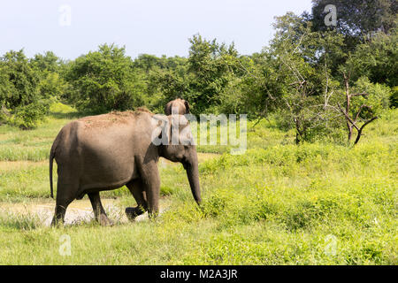 Asiatische Elefanten im udawalawe Nationalpark, Sri Lanka Stockfoto