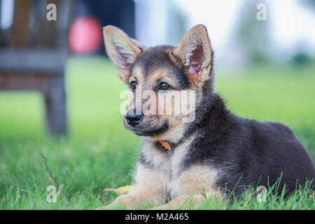 Adorable Deutscher Schäferhund Welpen mit in das Gras Stockfoto