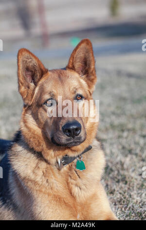 Wachsamen Schäferhund Stockfoto