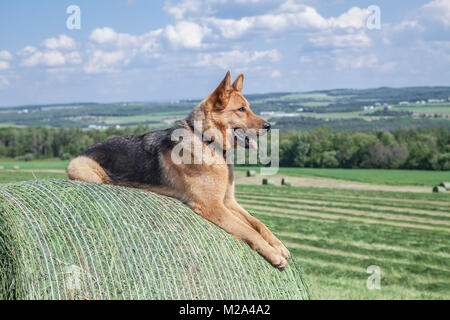 Deutscher Schäferhund wacht über die Farm Stockfoto