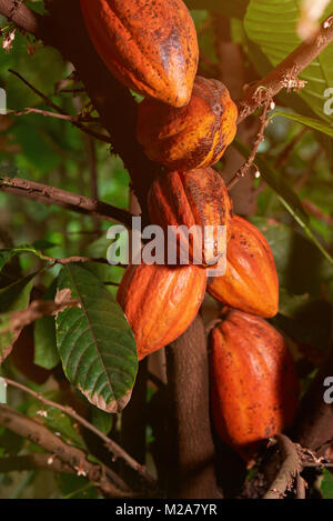 Gruppe der Rohstoff Kakao Pads zur Ernte bereit in der Farm Stockfoto