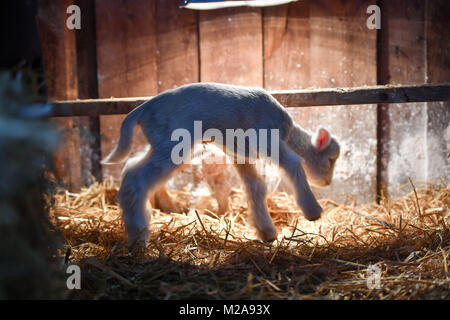 Erneut korrigieren Thema eine verwaiste neugeborenes Lamm springt um in seinen Kugelschreiber Olde Haus, Kapelle Schlendern, Cornwall, wo lambing Season ist ein paar Wochen früher als im Rest des Landes wegen viel milder Cornish Wetter. Stockfoto