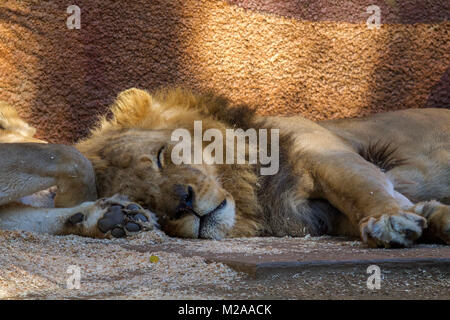 Männliche Löwe schläft im Schatten Stockfoto