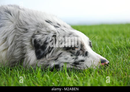 Süße Australian Shepherd, die auf dem Gras und Suchen zufrieden und glücklich. Stockfoto