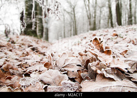 Ein Detail Foto von gefrorenen Eichenlaub auf dem Boden liegend in der Laubwald. Stockfoto