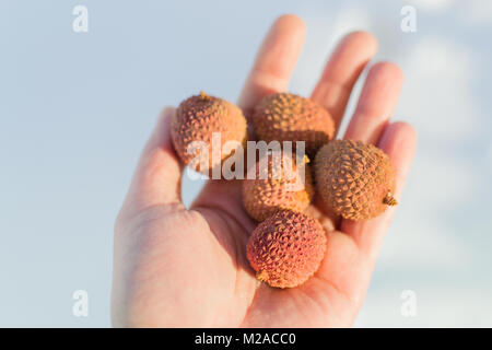 Litchi in der Hand auf der Straße frisches Obst in der hellen Sonne Stockfoto