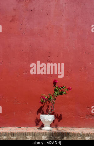 Eine weiße Blume Topf mit rosa Blumen vor einem rot lackierten Wand Stockfoto