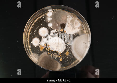Das Wachstum von Mikroorganismen, die in einer Petrischale, Bakterien, Hefen und Schimmel auf einer Agarplatte. Stockfoto