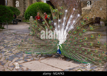 Ein Pfau wundern, auf dem Gelände der Burg Sao Jorge, Lissabon, Portugal Stockfoto