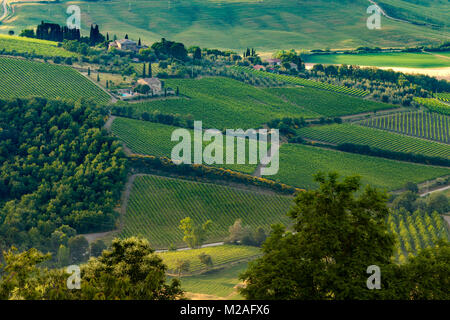 Heimat der berühmten Weine von Brunello di Montalcino, der sanften Hügel und der Weinberge rund um Montalcino, Toskana, Italien Stockfoto