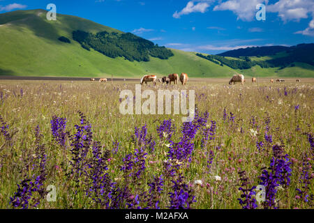 Pferde grasen in der Piano Grande unterhalb der Berge der Monti Sibillini Nationalpark in der Nähe von Castelluccio, Umbrien, Italien Stockfoto