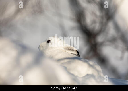 Der Berg hase Lepus timidus, im Winter Fell, in der verschneiten Winterlandschaft in Valdres, Norwegen ausblenden Stockfoto