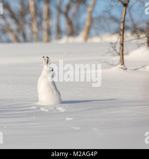 Der Berg hase Lepus timidus, im Winter Fell, Sitzen mit dem Rücken zur Kamera, auf der Suche nach rechts, in die verschneite Landschaft mit Birken und blauer Himmel, in Valdres, Norwegen. Quadratisches Bild Stockfoto