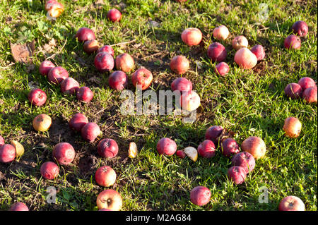 Äpfel, die auf dem Gras im Herbst Stockfoto