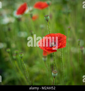 Mohnblumen in einem Feld Stockfoto