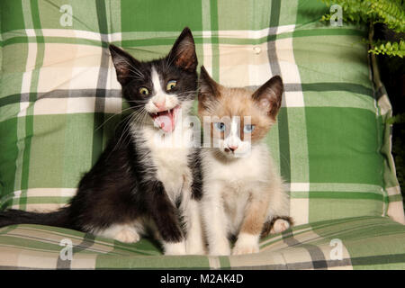Zwei Kätzchen, Schwarz und Weiß und Seal Point white, 8 Wochen alt, sitzt auf einem Kissen, Stockfoto