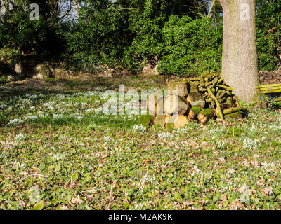 Der Frühling hat in Norfolk angekommen und die schneeglöckchen sind in den Kirchhof bei Thorpe Market. Die Anlage ist als Naturschutzgebiet gepflegt. Stockfoto