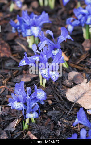 Iris histrioides 'Frau Beatrix Stanley 'Blumen. Stockfoto