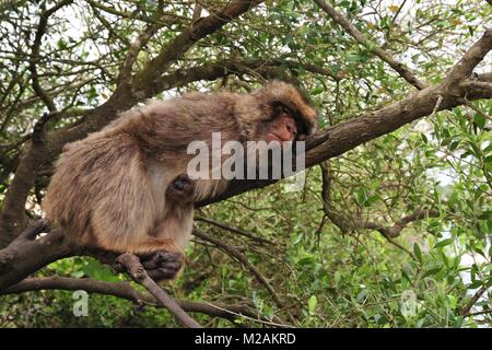 Männliche Affe ist schlafen auf einem Baum und draming über Bananen und Nüsse Stockfoto