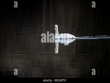 Höckerschwan (Cygnus olor) majestätisch gleitet durch das Wasser des Graasmere im Lake District, England. Stockfoto