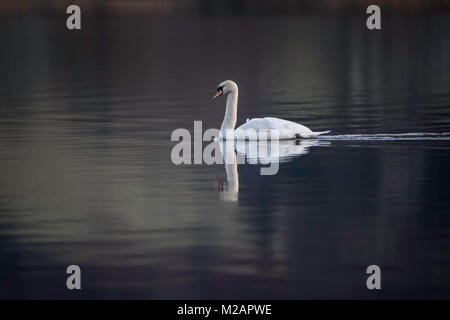 Höckerschwan (Cygnus olor) majestätisch gleitet durch das Wasser des Graasmere im Lake District, England. Stockfoto