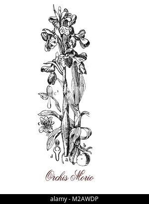 Vintage Gravur von anacamptis oder Orchis morio, dekorative Orchidee Pflanze mit lila grün-gestreiften Blüten wachsen in der Wiese und Kalkstein reiche Gelände Stockfoto