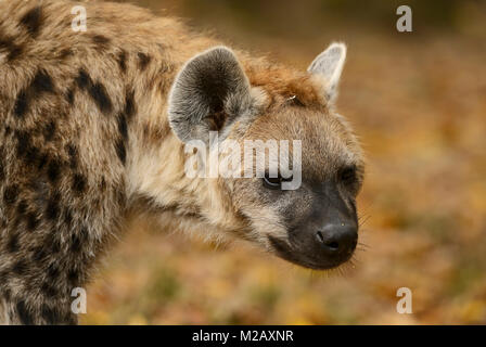 Portrait von Tüpfelhyäne Crocuta crocuta-, Nahaufnahme Bild von kraftvollen afrikanischen Fleischesser. Stockfoto