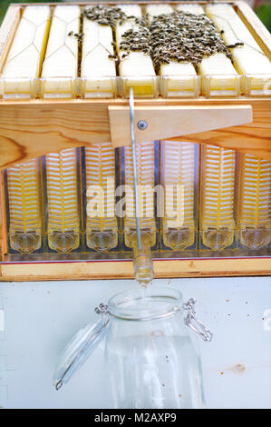 Extrahieren von natürlicher Honig aus dem Bienenstock Stockfoto