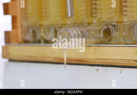 Extrahieren von natürlicher Honig aus dem Bienenstock Stockfoto