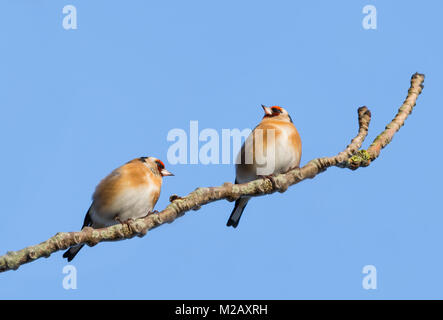 Paar Goldfinches (Carduelis carduelis) auf einem Zweig im Winter in West Sussex, England, Großbritannien thront. Goldfinch Vögel. Stieglitz im Winter in Großbritannien. Stockfoto