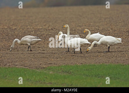 Singschwan (Cygnus Cygnus) Gruppe für Erwachsene und Jugendliche zur Fütterung geernteten Zuckerrüben Feld Eccles-on-Sea, Norfolk, UK November Stockfoto