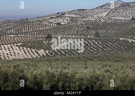 Blick über Olivenhaine Provinz Jaen, Andalusien, Spanien, Europa Januar Stockfoto