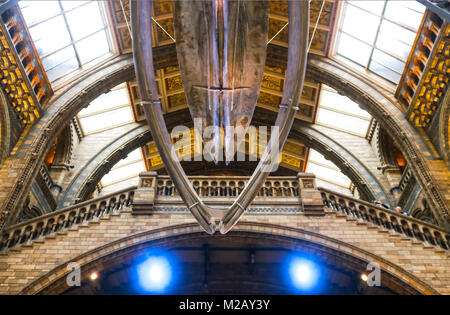 Blauwal Skelett hängen in den großen Saal im Natural History Museum in London England 1 - 11 - 2018 Stockfoto