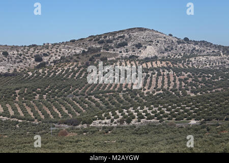 Blick über Olivenhaine Provinz Jaen, Andalusien, Spanien, Europa Januar Stockfoto