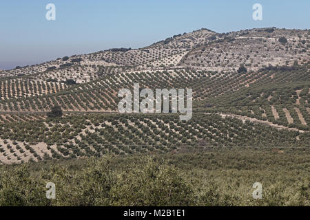 Blick über Olivenhaine Provinz Jaen, Andalusien, Spanien, Europa Januar Stockfoto