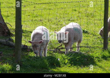 Paar Feder Lämmer grasen in einer lebendigen Feld auf Powderham Castle Estate in der Frühlingssonne. Exeter, Devon, Großbritannien. März, 2016. Stockfoto