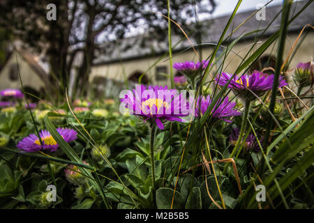 Lila Astern in voller Blüte. In einem Friedhof in Devon, Großbritannien Stockfoto