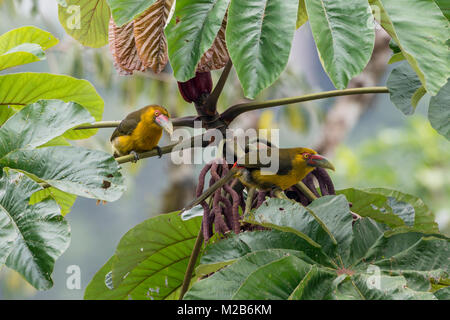 Ein paar Safran Toucanets (Pteroglossus bailoni) Fütterung auf ein cecropia Baum in den Atlantischen Regenwald Stockfoto