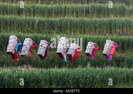 Arbeit tragen Schlamm Ziegel vom Feld in die Ziegel Brennofen für die Verbrennung. Stockfoto