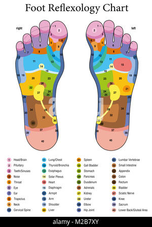Fußreflexzonenmassage. Alternative Akupressur und Physiotherapie Gesundheit Behandlung. Zone massage Chart mit farbigen Bereichen. Nummerierung und Aufzählung von Namen. Stockfoto