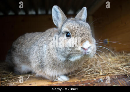 Kaninchen in einen Stall Stockfoto