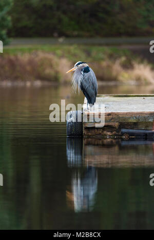 Great Blue Heron auf Dock mit Reflexion im Wasser Stockfoto