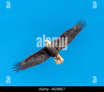 Weißkopfadler im Flug gegen den blauen Himmel Stockfoto