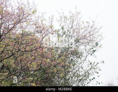 Kirschblüte in blühende Zeit mit den leichten Nebel am frühen Morgen auf dem hohen Berg. Stockfoto