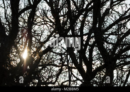 Sun durch Zweige Leuchten in Silhouette auf Morgen, Dorset, Großbritannien Stockfoto