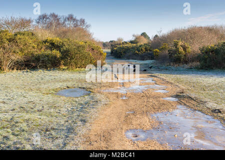 Rabenkrähen auf der Suche nach Nahrung und Wasser an einem kalten Wintern morgen, Turbary gemeinsame Naturschutzgebiet, Dorset, Großbritannien Stockfoto