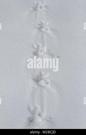 Wilde Türkei Spuren im Schnee in Québec, Kanada Stockfoto