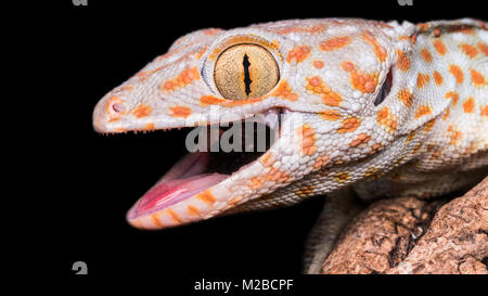 Gekko Gecko/Tokay gecko Stockfoto